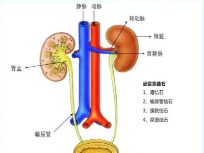 腎、膀胱等泌尿外科疾病